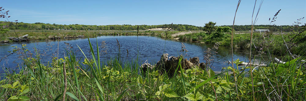Restored wetland at Tidmarsh