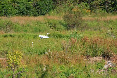 Tidmarsh view with egrets