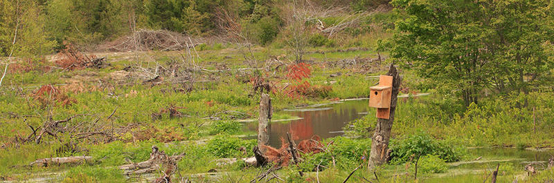 View of wetland with nest box