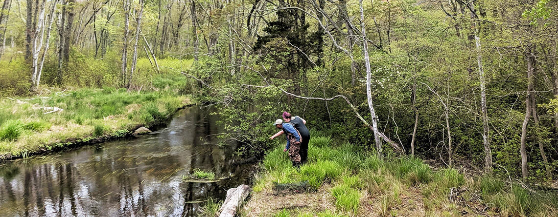 Volunteers counting herring in a restored cold-stream at Tidmarsh Wildlife Sanctuary