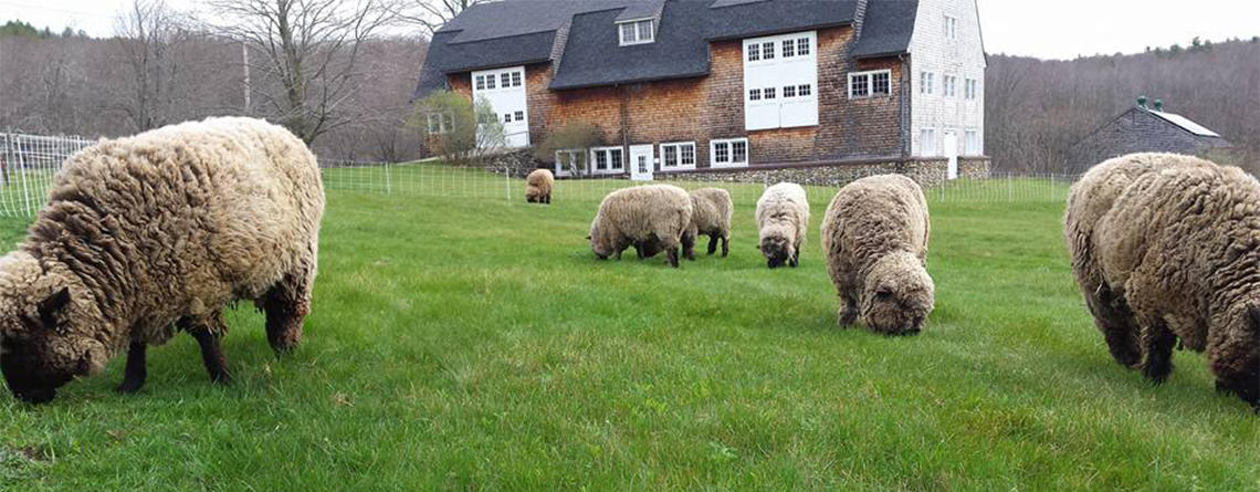 Sheep grazing at Wachusett Meadow in front of barn