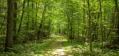 Wooded trail in summer at Wachusett Meadow © Jon Jones