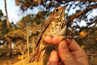A Swainson's Thrush that was banded in fall 2020 at Wellfleet Bay Wildlife Sanctuary