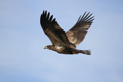 A juvenile Bald Eagle in flight at Wellfleet Bay Wildlife Sanctuary (by Mark Faherty/Mass Audubon)