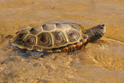 Diamondback Terrapin female swimming in the shallows © Terri Munson