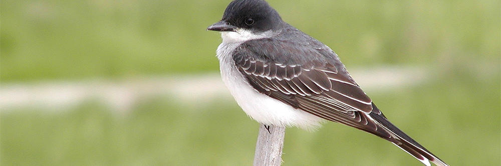 Eastern kingbird at Wellfleet Bay © Richard Johnson
