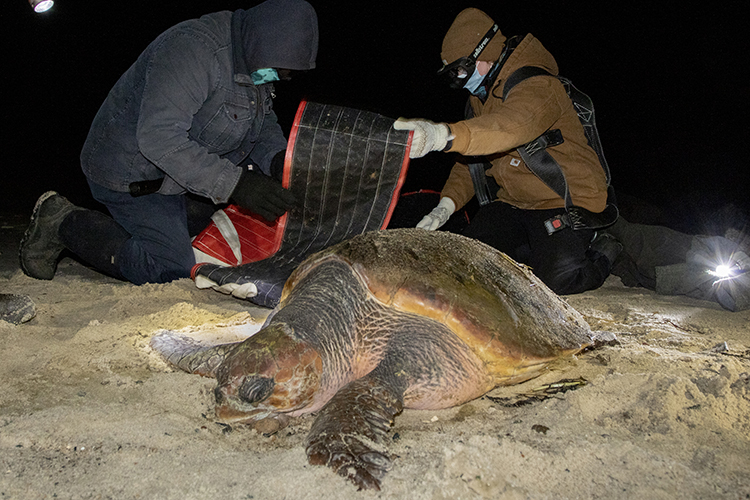 Cape Cod Field School participants preparing to move a cold-stunned Loggerhead sea turtle