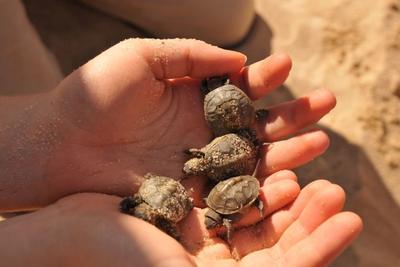 A handful of healthy Diamondback Terrapin hatchlings