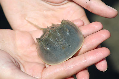 Hands holding a young Horseshoe Crab © Nicole Gallup