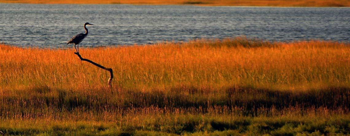 Heron in marsh during sunset at Wellfleet Bay Wildlife Sanctuary © Terri Munson
