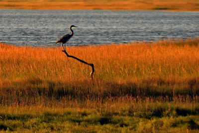 Heron perched in the marsh at sunset at Wellfleet Bay Wildlife Sanctuary © Terri Munson