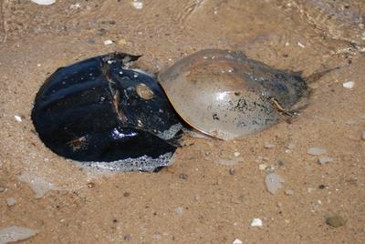 Horseshoe Crabs Spawning