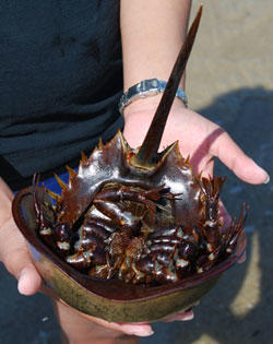 Inverted horseshoe crab