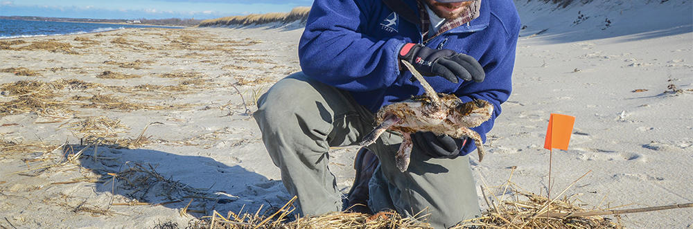 Staff member examines cold-stunned sea turtle on beach © Esther Horvath
