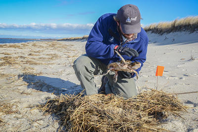 Mass Audubon staff member examining a sea turtle © Esther Horvath