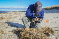 Mass Audubon staff member examining a sea turtle © Esther Horvath
