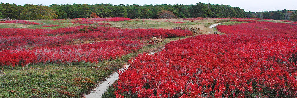Flowers along a sandy trail at Wellfleet Bay Wildlife Sanctuary