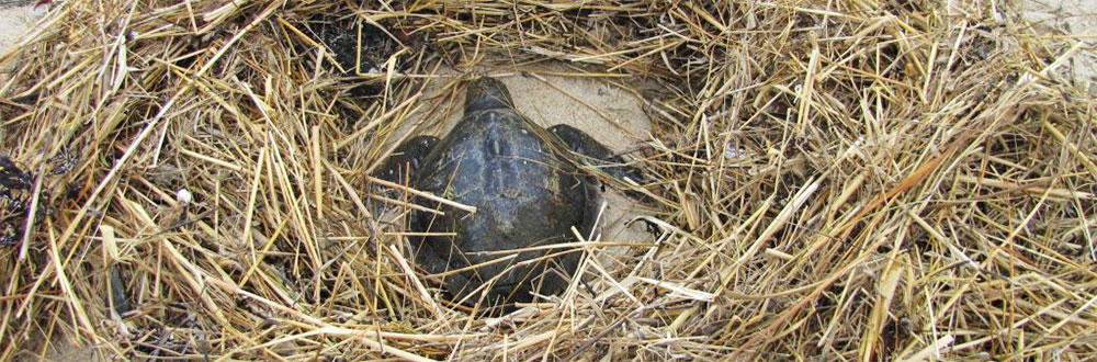 Rescued Kemp's ridley surrounded by dry seaweed