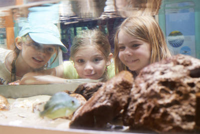 Three young girls gazing into the saltwater aquarium at Wellfleet Bay