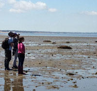 Students on a tidal flats field trip with Wellfleet Bay Wildlife Sanctuary