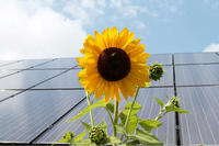 Sunflower against solar PV array © Peter Lampke