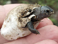 Terrapin hatchling emerging from shell