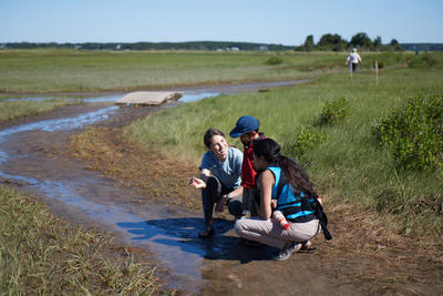 A Mass Audubon educator shows a fiddler crab to young children at the Wellfleet Bay tidal flats