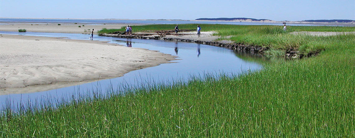 Volunteers in the marsh at Wellfleet Bay Wildlife Sanctuary
