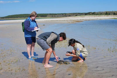 WB researchers tagging horseshoe crabs