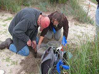 Volunteers protecting turtle nests