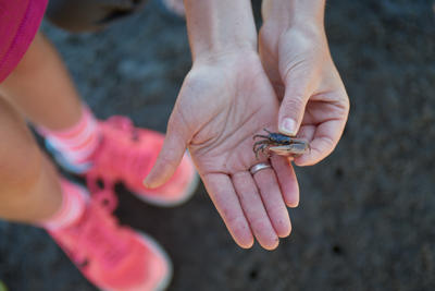 A pair of adult hands holds a fiddler crab; a pair of pink children's shoes is visible in the background