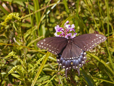 Butterfly at West Mountain © Richard Johnson