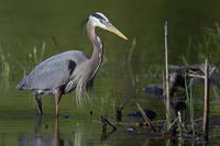 Great Blue Heron © John Yurka