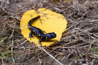 Spotted Salamander resting on a fallen leaf on the trail