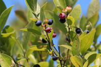 Blueberries ripening on a bush in summer