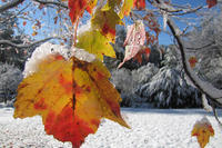 Closeup of snow on autumn foliage © Julie Gagliardo