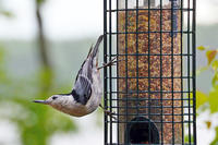 White-breasted Nuthatch © Jasmine Kaseta
