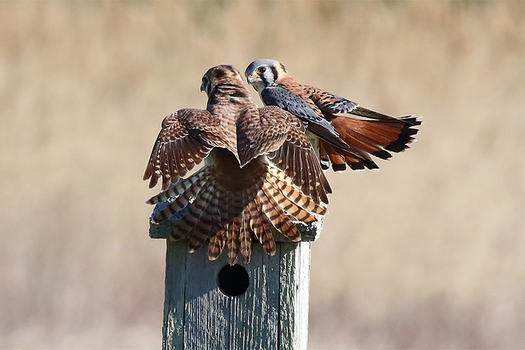 American Kestrel Nesting Study
