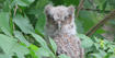 Baby Owl at Blue Hills, by Joan Moore