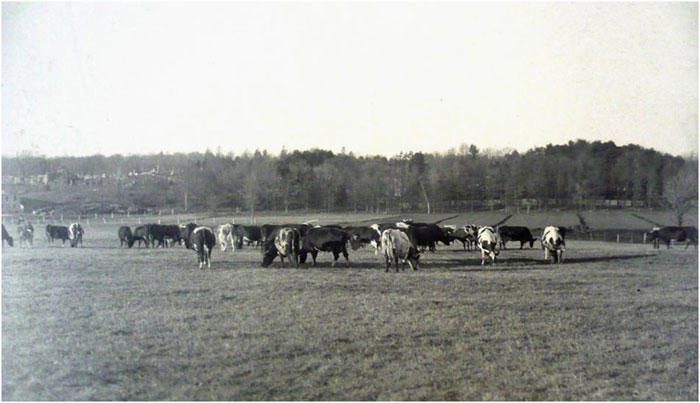 Cattle at the Pierce Farm 1896. Special Collections Department, State Library of Massachusetts.