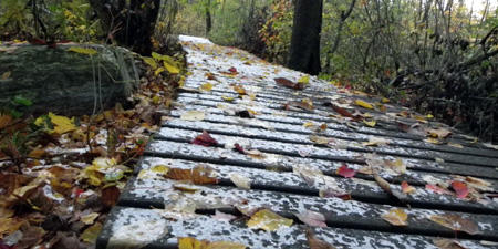 Frog pond boardwalk with leaves and first snow at Mass Audubon Broad Meadow Brook Wildlife Sanctuary