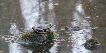 Frog in vernal pool at Mass Audubon Broad Meadow Brook Wildlife Sanctuary