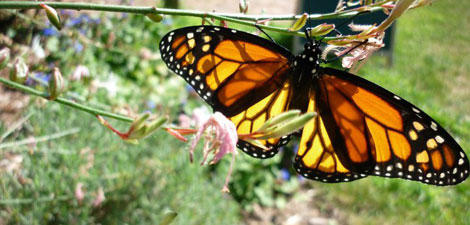 Monarch butterfly at Long Pasture Wildlife Sanctuary