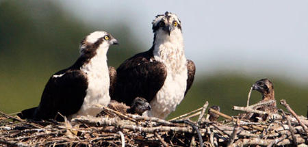 pasture wildlife sanctuary osprey