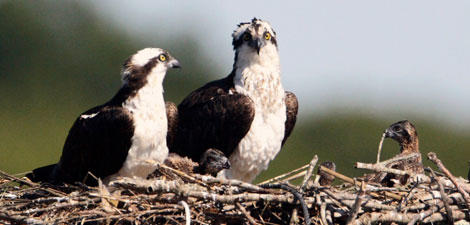 Osprey family on their nest