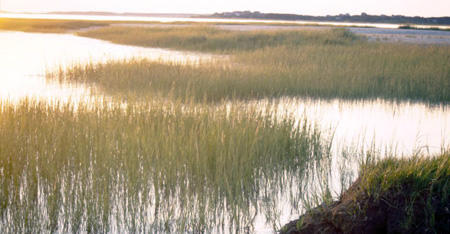 Marsh at Wellfleet Bay