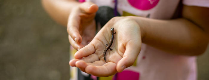 Eastern Red-backed Salamander
