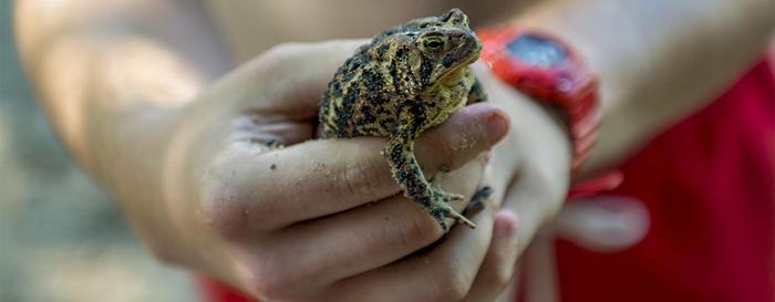 Camper holding a toad in their hands