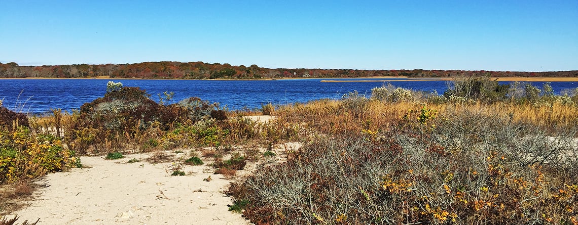 Beach Loop Trail in late fall at Allens Pond Wildlife Sanctuary