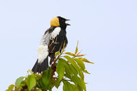 Bobolink male singing © Knut Hansen